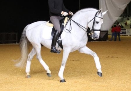 Extraodinary Beauty - spanish, grey, white, horses, andalusian