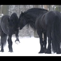 Friesian horses enjoy winter