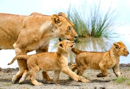 Out on a stroll with the kids - lioness, cub, cute, cubs, lion, adorable