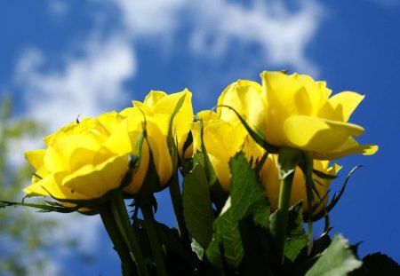 Thank You - roses, yellow, blue, sky