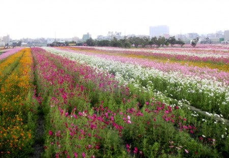 Colorful flowers - flowers, lovely, beautiful, colorful