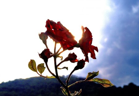 Fiori di Brosso - di brosso, rose, nel sole, 1