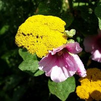 Fiori di Brosso