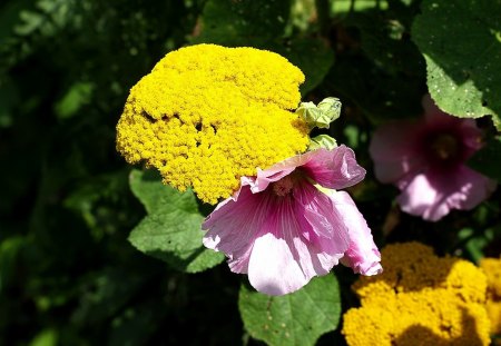 Fiori di Brosso - 1, achillea, tra, di giorno, belle