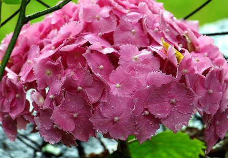 Fiori di Brosso - ortensie, a brosso, rosa, 1