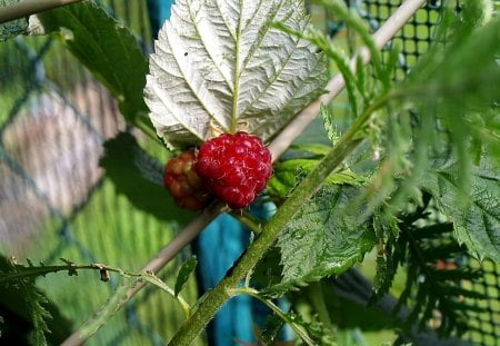 Fiori di Brosso - brosso, 1, lampone, di