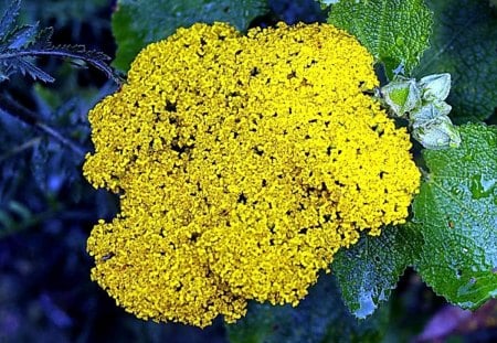 Fiori di Brosso - achillea, 1, gialla, domestica