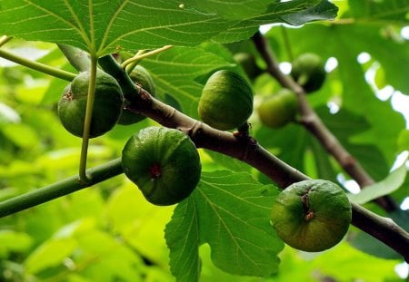 Fiori di Brosso - di fico, 1, frutto, di brosso