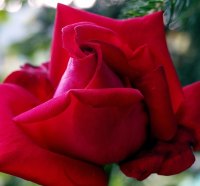 Fiori di Brosso
