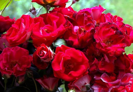 Fiori di Brosso - cespuglio, 1, d, rosse, i rose