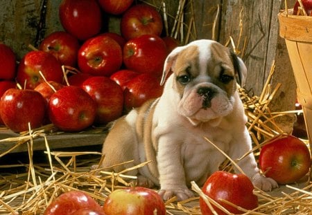 Apples Puppy - beautiful, puppy, apples, picture