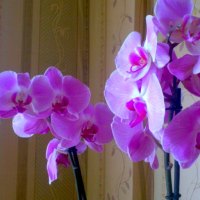 ORCHIDS