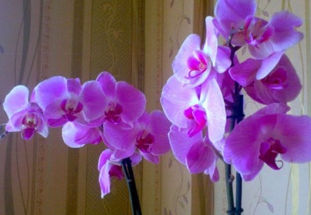 ORCHIDS - orchid, blossom, flower, nature