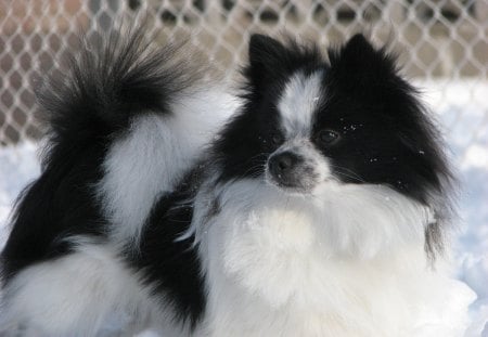 Rocky in the Snow - snow, dog, pet, pom