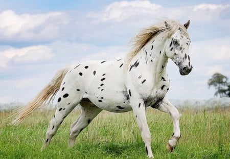 Doted Horse - beautiful, doted, horse, picture