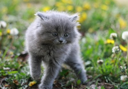 Cute Kitten - cool, cute, picture, kitten