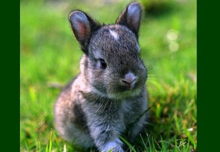 Cute Bunny - picture, cute, bunny, cool