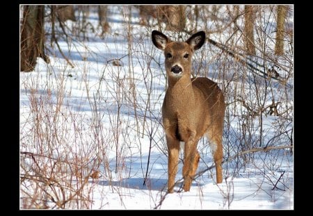 Little Deer - picture, cute, deer, little