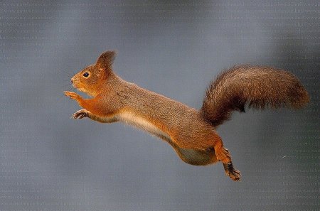 Squirrel Jump - jump, cool, squirrel, picture