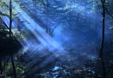 Blue Light - trees, light, forest, blue