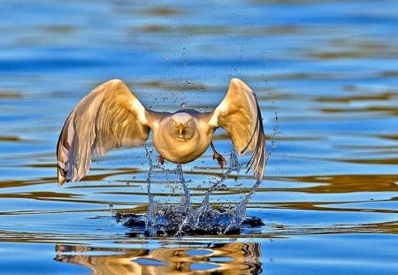 Take Off - take off, cool, bird, picture