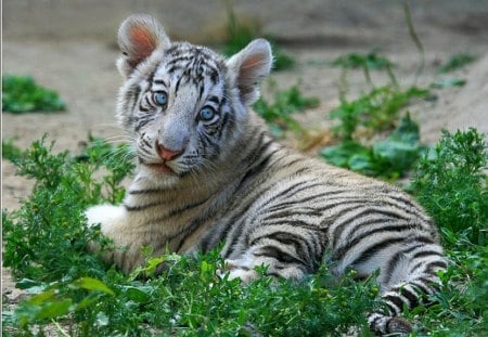 Cute Little Tiger - picture, cute, tiger, little