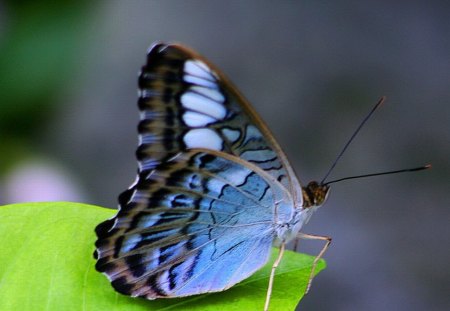 Beautiful Butterfly - butterfly, picture, blue, beautiful