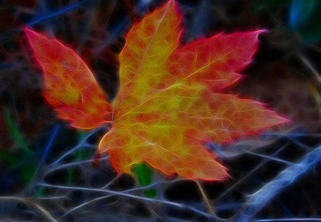 Maple Leaf - picture, maple, leaf, beautiful