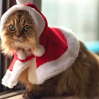 Adorable Christmas Cat