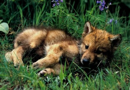 Baby Wolf - nature, wolf, baby, animals, wolves