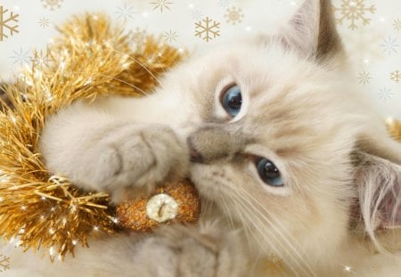 Christmas kitty - pretty, decoration, beautiful, lovely, sweet, playing, cat, fluffy, white, holiday, kitten, new year, cute, adorable, nice, kitty