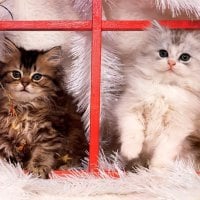 Christmas kittens