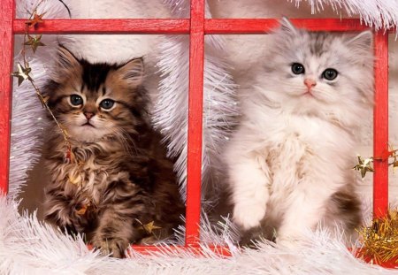 Christmas kittens - winter, beautiful, snow, lovely, paws, sweet, cat, christmas, fluffy, holiday, kitten, new year, cute, adorable, nice, kitty