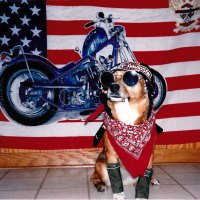 " Harley Dog "