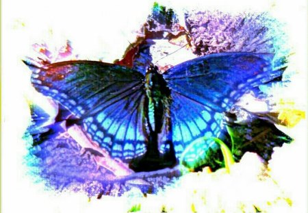 Blue Butterfly - butterfly, blue, wings, butterflies