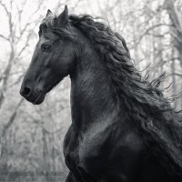 Daan The Friesian Stallion