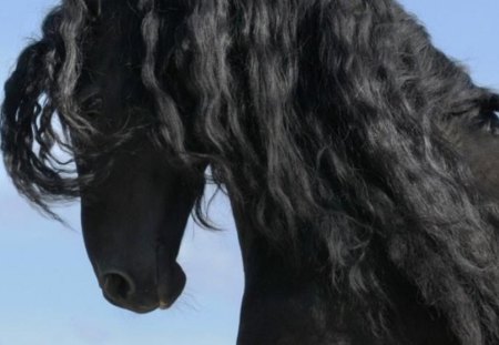 Ebony Friesian - holland, black, horses, dutch, friesian