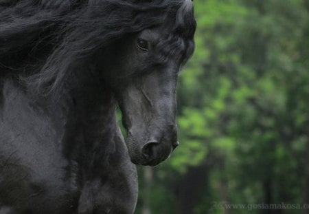 Black Power - horses, holland, dutch, friesian, black