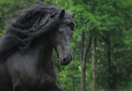 Potential Beauty - horses, holland, dutch, friesian, black