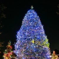 Glowing Lights of Christmas Trees