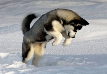 Dog Playing In The Snow - animal, winter, snow, dog