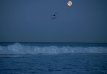 Gulls And The Moon - moon, sky, animals, birds