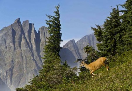 Nice Deer - trees, animal, deer, grass, sky