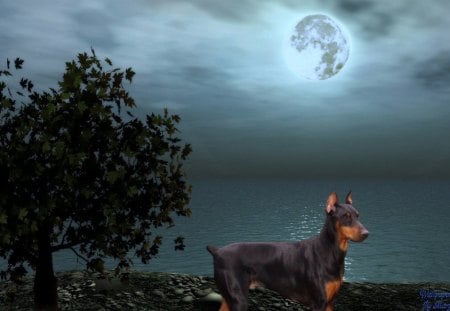 Dobie At Dusk - moon, doberman, dogs, beaches