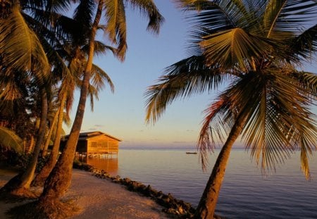 Roatan, Honduras - beach, ocean, trees, nature