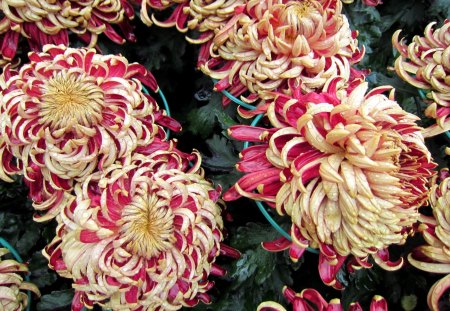 Chrysanthemum - ornamental, flowers, gorgeous, beautiful