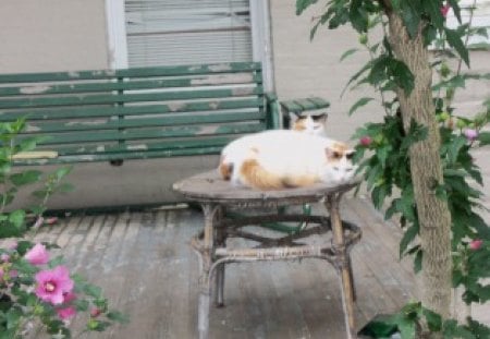 Siblings on the porch - swing, cats, porch, plant