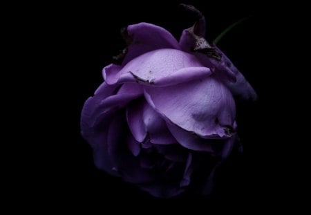 Melancholy rose - roses, rose, melancholy, purple