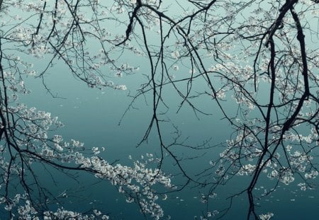 Sakura - tress, sakura, blue, flower, tree