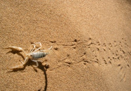 Desert Scorpion - nature, scorpion, desert, animals